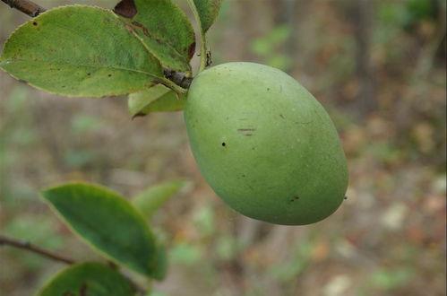 吃瓜38号,网络红人的崛起与影响力