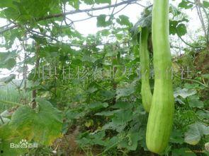 砍瓜吃中药,探寻健康生活的秘诀