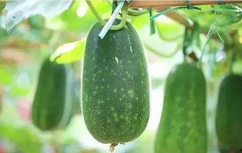 吃瓜去除湿气吗怎么吃