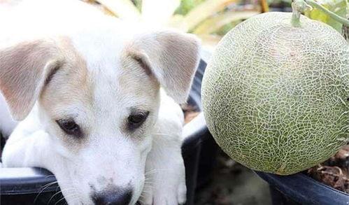 蜜瓜狗狗可以吃