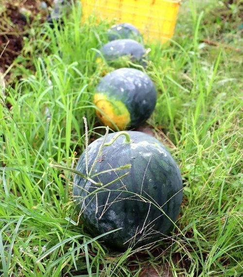 马上吃瓜,马上开吃！揭秘热门话题背后的真相