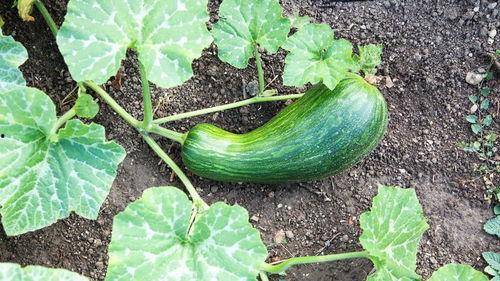 瓠瓜怎么吃图片,多样吃法，尽享田园风味