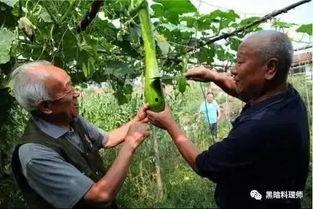 吃瓜影响伤口吗,吃瓜对伤口愈合的影响解析