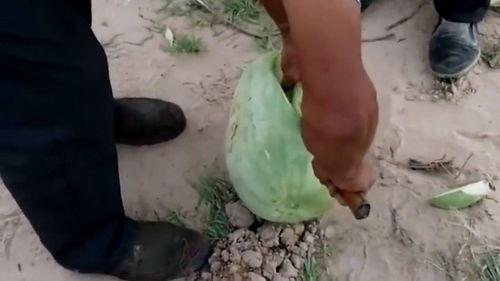 变异瓜怎么吃视频,视频教你美味吃法