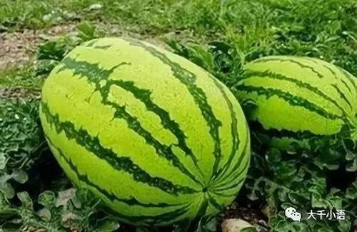 吃瓜胡淑芬,揭秘娱乐圈背后的真实故事