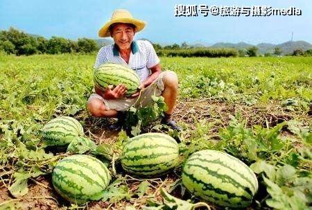 路边吃瓜的危害,揭秘潜在危害与预防措施