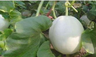 吃白兰瓜的好处,健康生活新选择