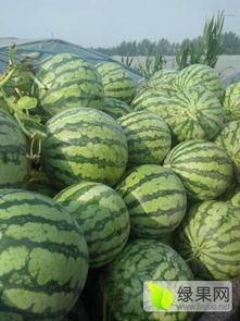 夏邑县新闻吃瓜