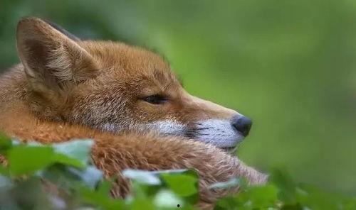 狐狸崽崽吃瓜,狐狸崽崽的瓜界探险记