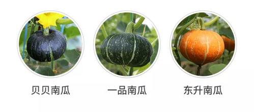 瓜是好瓜怎么吃