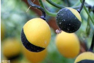 绿吊瓜怎么吃,探索美味与健康的完美结合