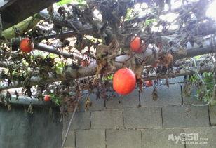 绿吊瓜怎么吃,探索美味与健康的完美结合