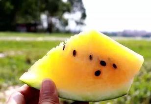 沙师弟吃瓜,揭秘娱乐圈背后的秘密