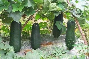 秋季进补吃三瓜,三瓜进补，滋补养颜，健康度秋