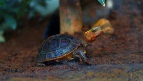 乌龟吃瓜日记,乌龟的夏日瓜果生活记