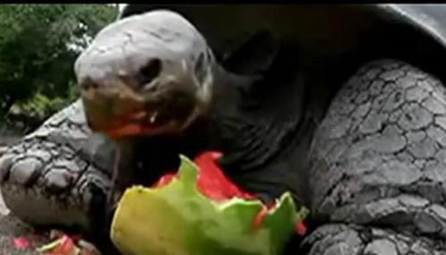 乌龟吃瓜日记,乌龟的夏日瓜果生活记