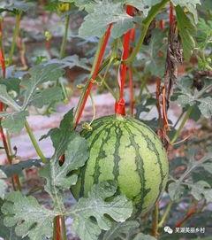 算算吃瓜,揭秘娱乐圈背后的秘密与真相