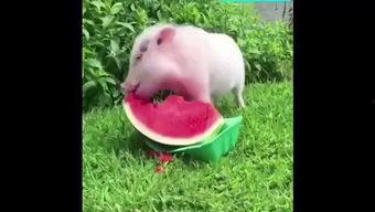 飞行的小猪吃瓜,飞行小猪的奇幻瓜田之旅