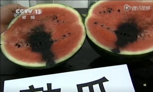 西瓜鸟吃瓜视频,揭秘鸟类中的“吃瓜群众”