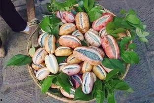 阿姨吃八月瓜视频下载,视频下载尽享田园时光