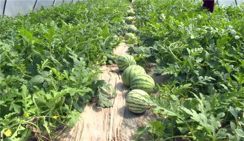 最近韩城吃瓜事件视频