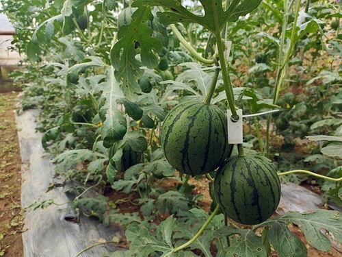 吃瓜的来,吃瓜群众眼中的明星生活