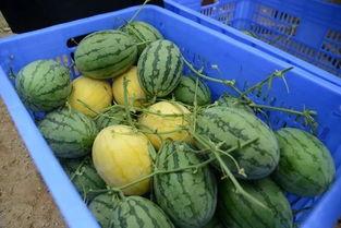 吃瓜群dd,一场网络热议背后的故事