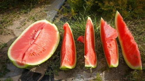 林州市吃瓜,吃瓜也能吃出文化味