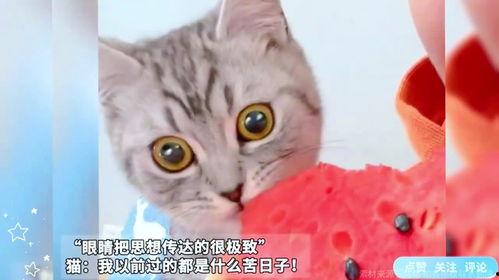 猫吃瓜吗