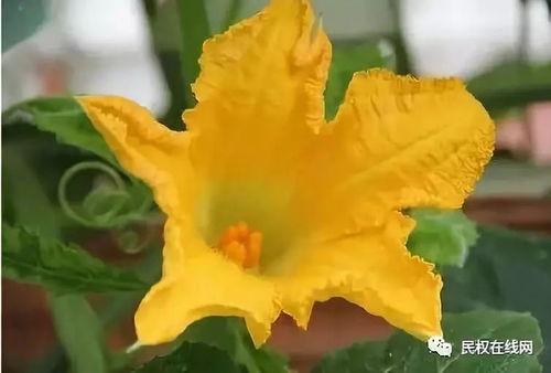 花花与情人吃瓜,揭秘娱乐圈幕后故事