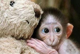 猴子嘟嘴吃瓜视频,猴子演绎夏日清凉趣味瞬间