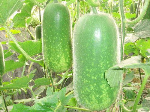 ysy吃瓜,揭秘ysy吃瓜背后的娱乐圈风云