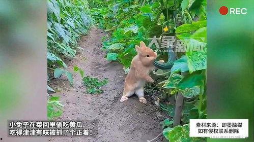 小免子吃瓜,揭秘娱乐圈的甜蜜与苦涩