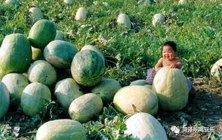 山东幼师吃瓜,揭秘幼儿园里的“瓜田”风波