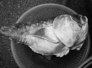 怎么吃八瓜鱼,解锁美味烹饪新技巧