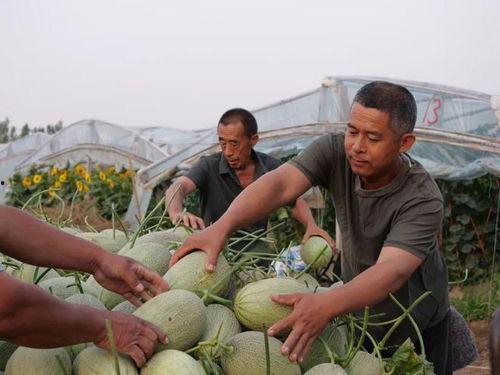 用什么吃瓜去,探索各式“吃瓜”利器