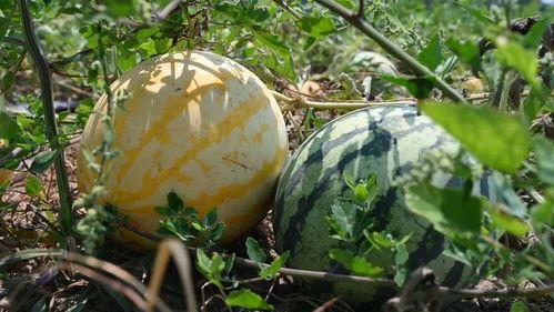 用什么吃瓜去,探索各式“吃瓜”利器