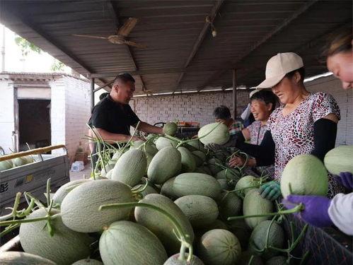 用什么吃瓜去,探索各式“吃瓜”利器