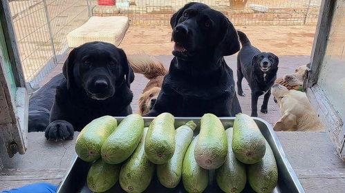 狗子吃角瓜鸡蛋,意外发现美味新搭配