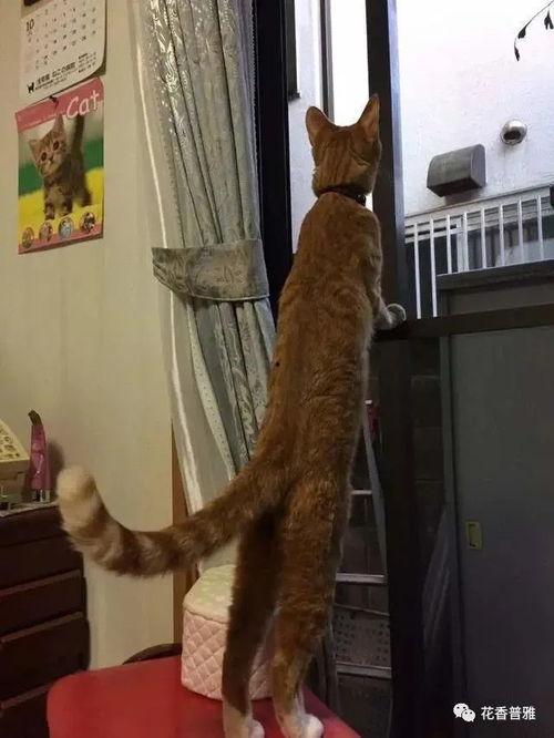 猫咪吃瓜吃多了