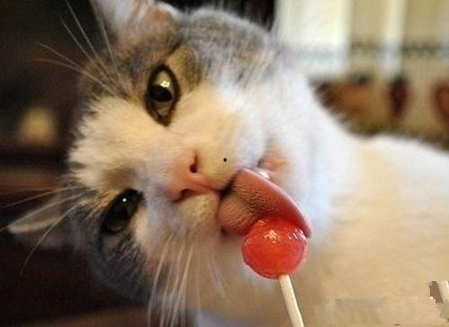 猫咪吃瓜吃多了