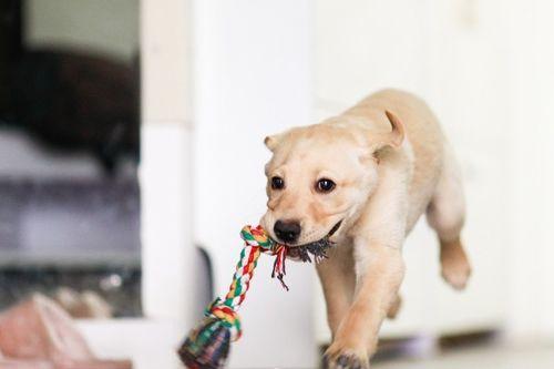 狗吃瓜掉水里,狗狗意外落水，吃瓜成“溺瓜”