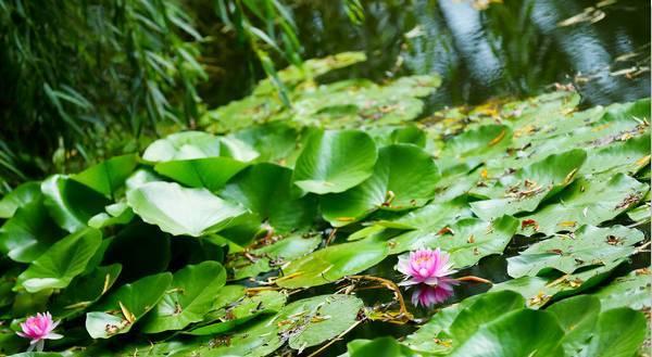 小森林吃瓜,一场别开生面的吃瓜盛宴