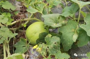 乐圈吃瓜,揭秘娱乐圈背后的“吃瓜”故事