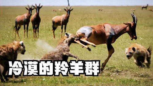 蟋蟀会吃羊瓜吗,揭秘昆虫的饮食习惯