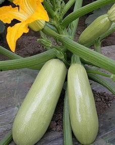 松瓜怎么吃早餐,松瓜早餐新体验