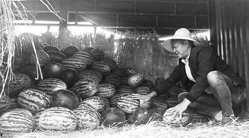 青田吃瓜群众事件,一场网络舆论的风波与反思