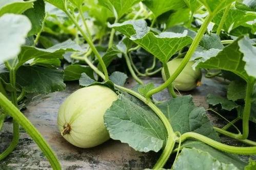 胡桃与吃瓜团,揭秘网络红人的魅力与影响力