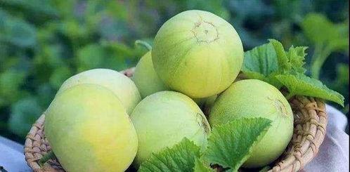 棚瓜颠怎么吃,探索美味新境界