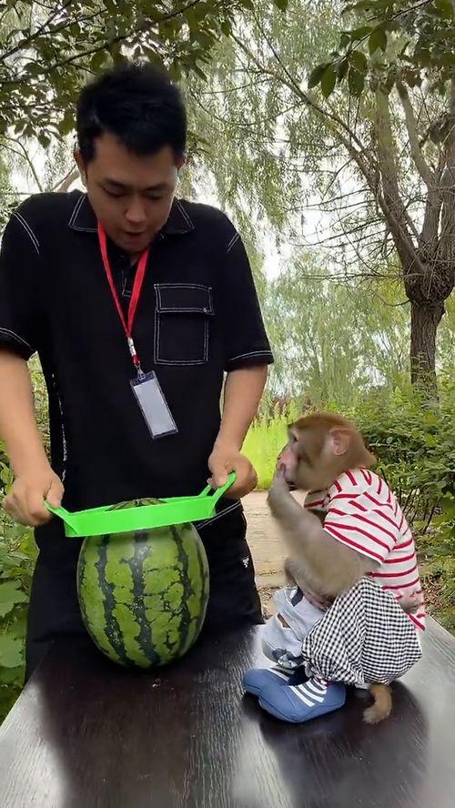 女朋友吃瓜只吃芯,揭秘女友的独特吃瓜情缘